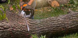 Professional  Tree Services in Nibley, UT