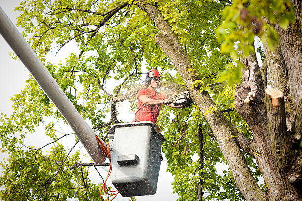 Why Choose Our Tree Removal Services in Nibley, UT?